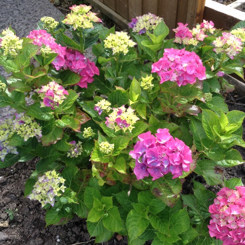 Hydrangea