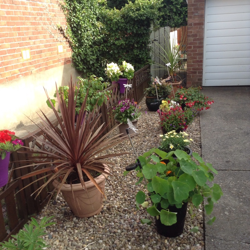 Sue's garden