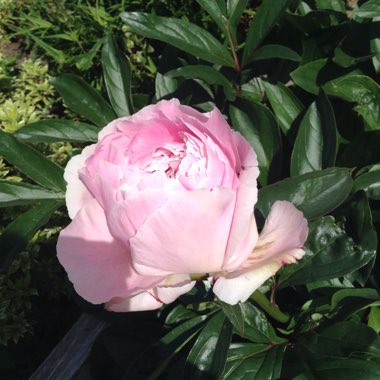 Sue's garden