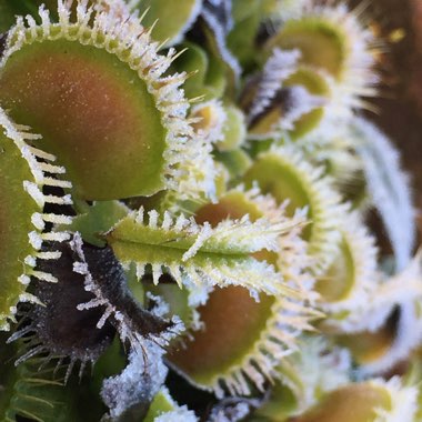 Dionaea muscipula