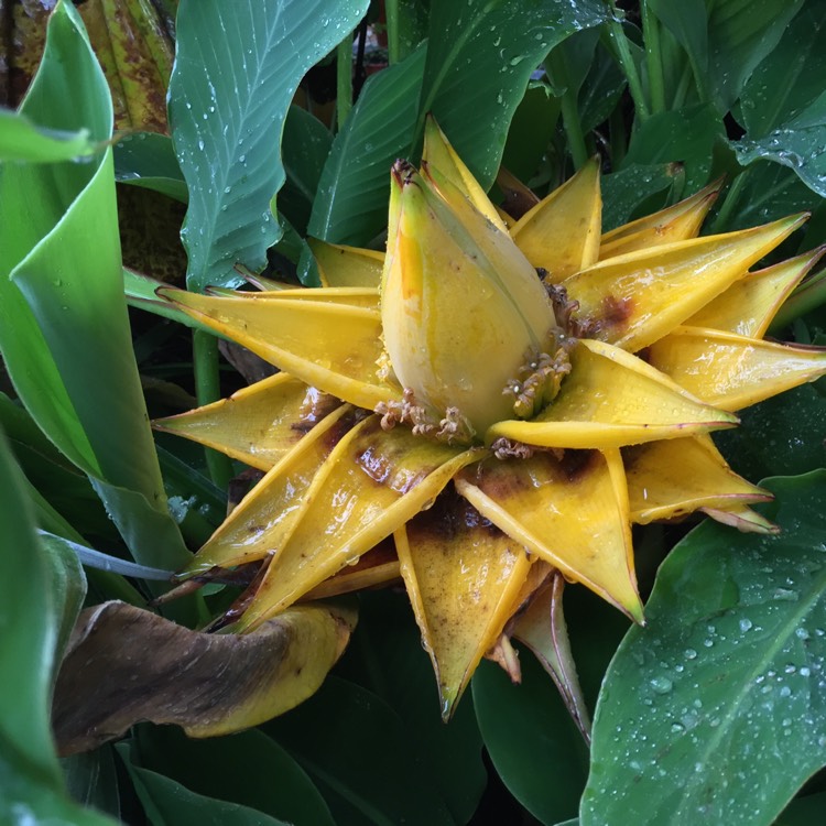 Plant image Musella lasiocarpa syn. Ensete lasiocarpum, Musa lasiocarpa,