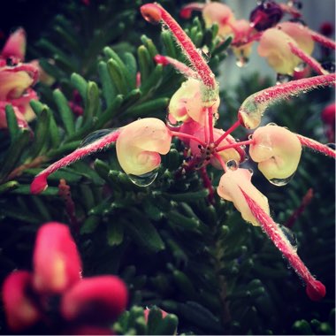 Grevillea lanigera 'Mount Tamboritha'