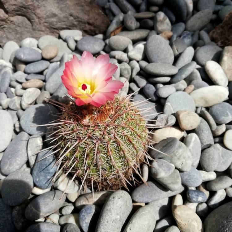 Plant image Notocactus rutilans syn. Parodia rutilans
