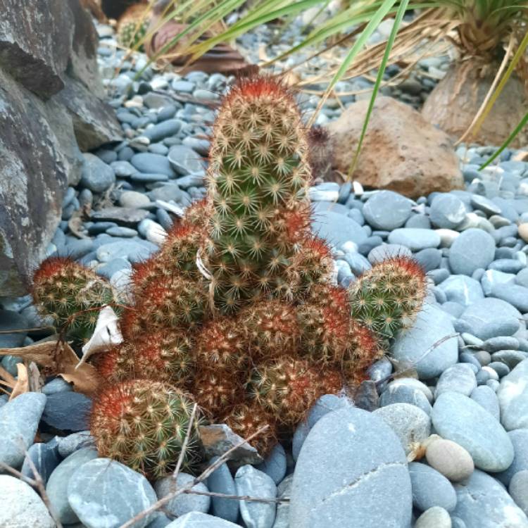 Plant image Mammillaria carmenae 'Rubrispina'