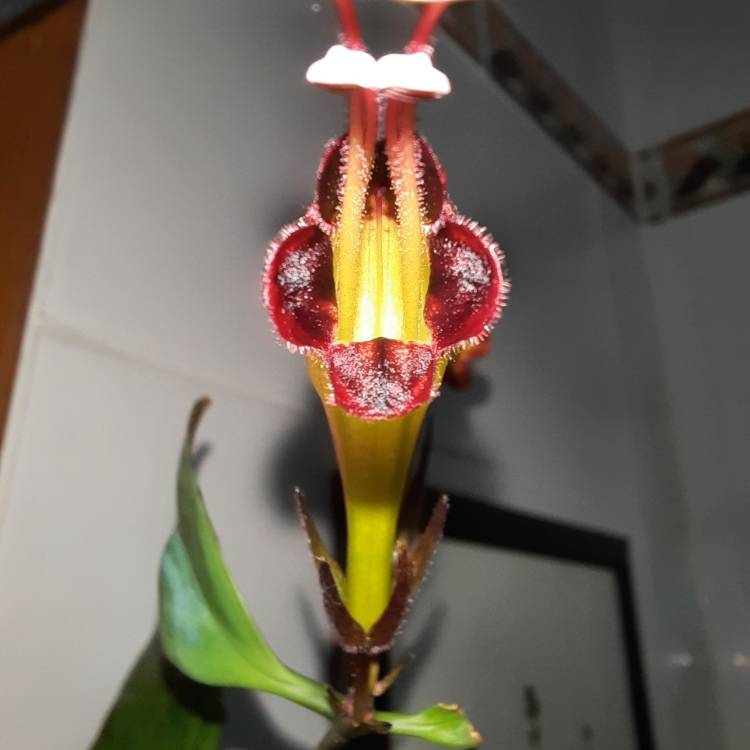 Plant image Aeschynanthus longicaulis 'Black Pagoda'