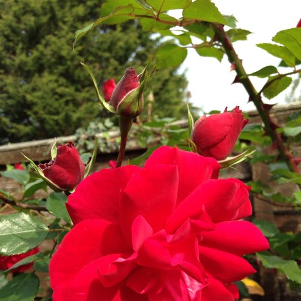 Plant image Rosa 'The Prince's Trust Harholding'