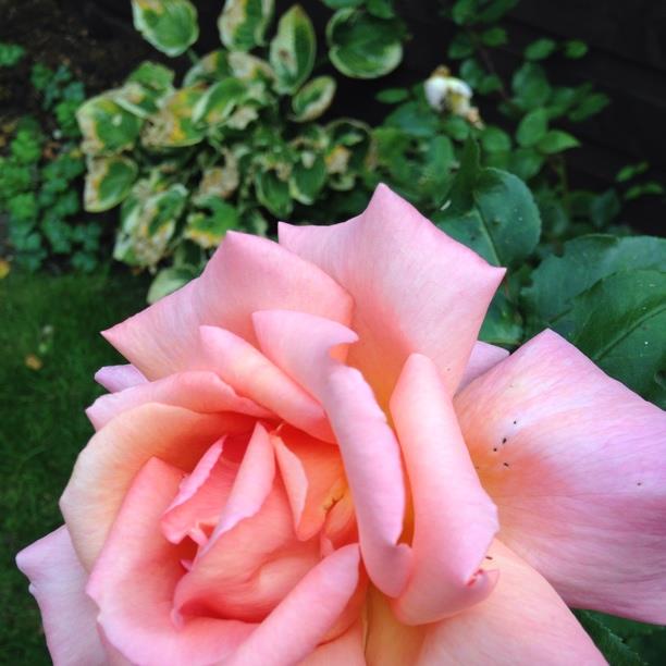 Plant image Rosa 'Warm Wishes'