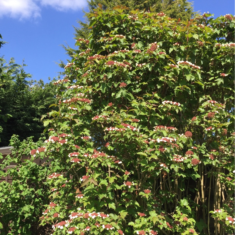Plant image Viburnum sargentii 'Onondaga'