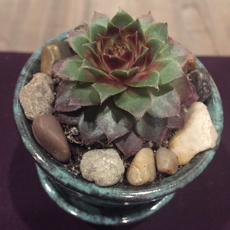 plant image 1012455