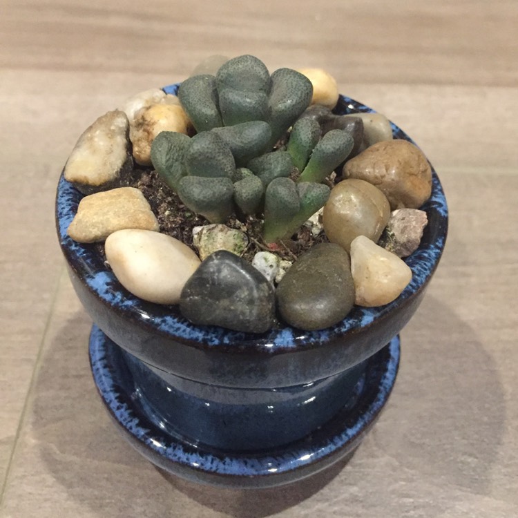 Plant image Aloinopsis schooneesii