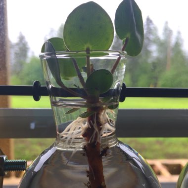 Pilea peperomioides