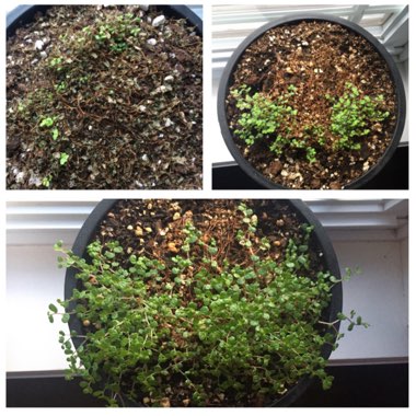 Pilea Depressa 'Baby Tears'