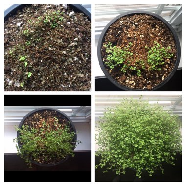 Pilea Depressa 'Baby Tears'