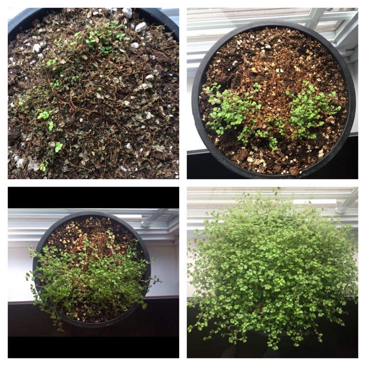 Plant image Pilea Depressa 'Baby Tears'