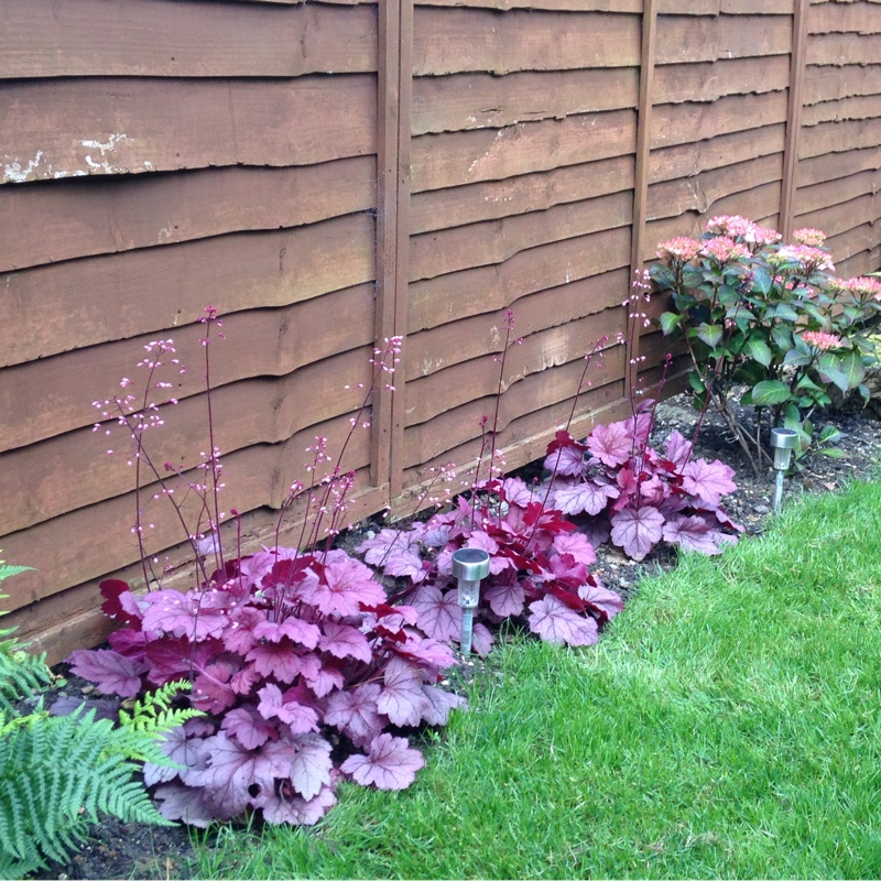 Plant image Heuchera 'Georgia Peach'