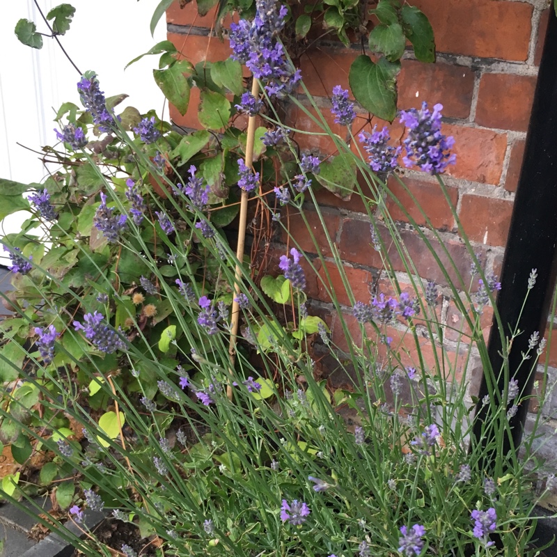 plant image 176033