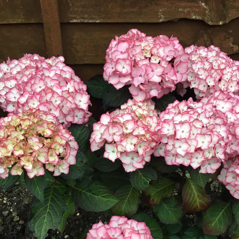 plant image 176043