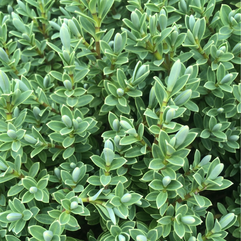 plant image 101846