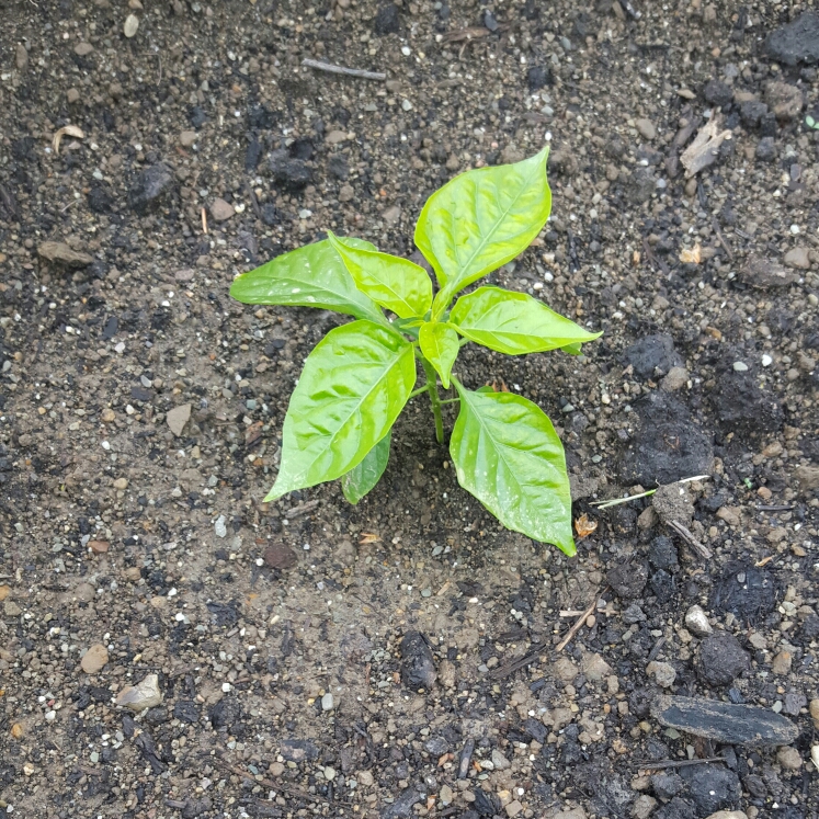 Plant image Capsicum chinense 'Habanero Orange'