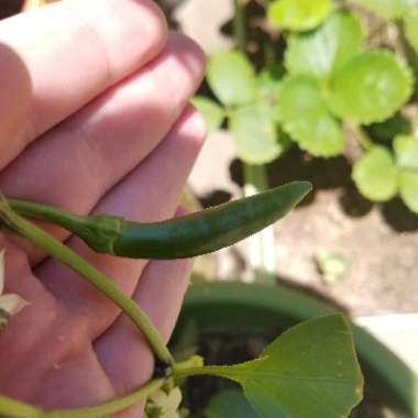 Capsicum Annuum 'Serrano'