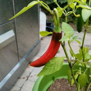 Capsicum Annuum 'Serrano'