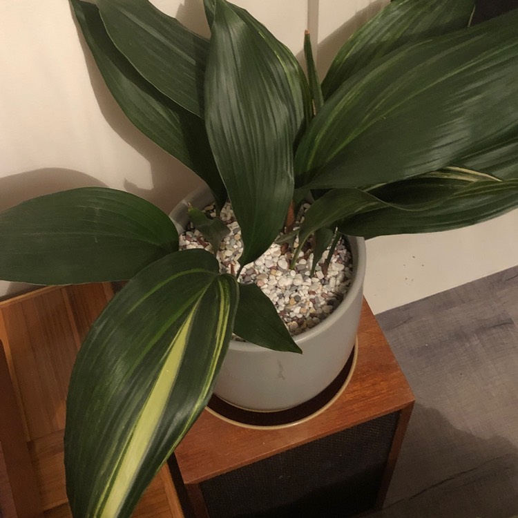 plant image 1101236