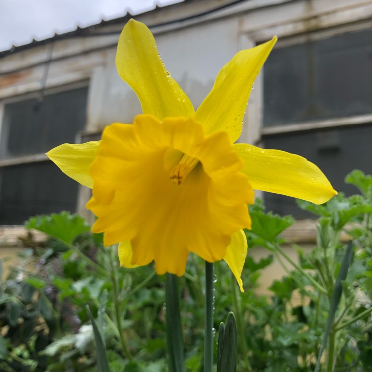 plant image 1133255