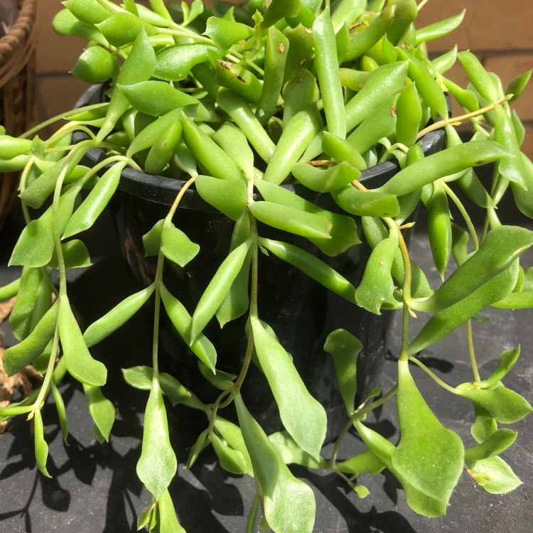 Plant image Cotyledon Papillaris