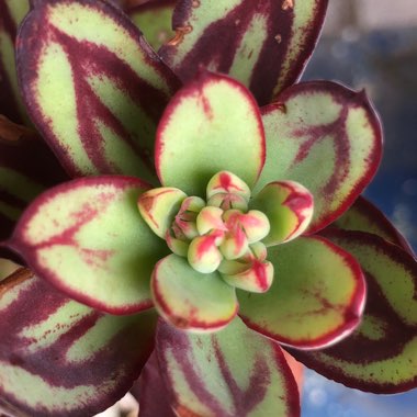 Echeveria Nodulosa