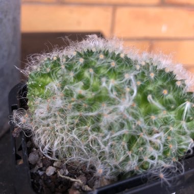 Mammillaria bocasana 'Crested'