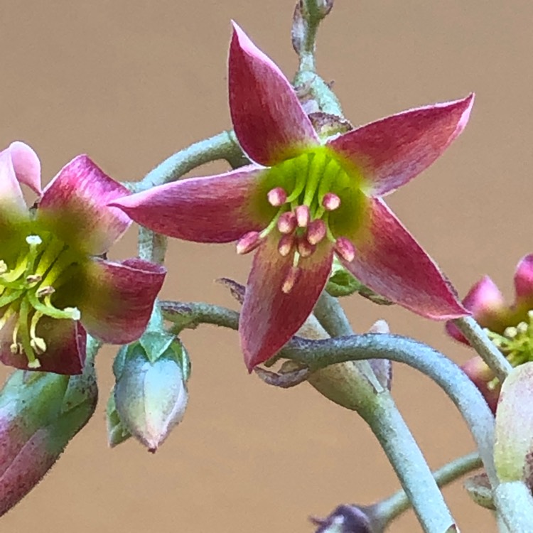 Plant image Cotyledon Papillaris
