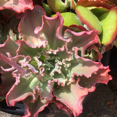 Echeveria Shaviana