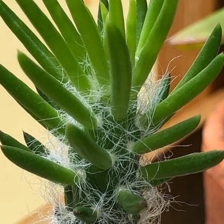 plant image 1225039