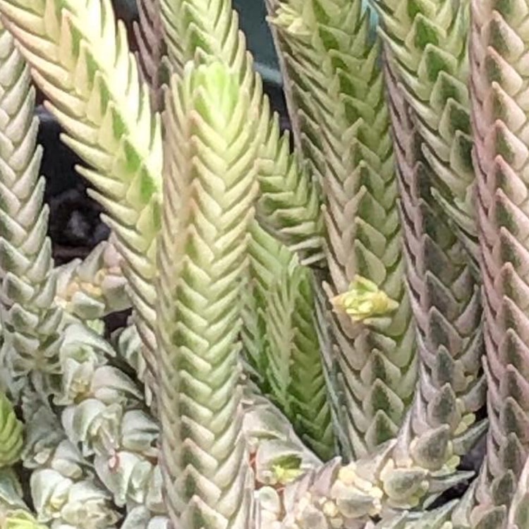 Plant image Crassula muscosa var. variegata