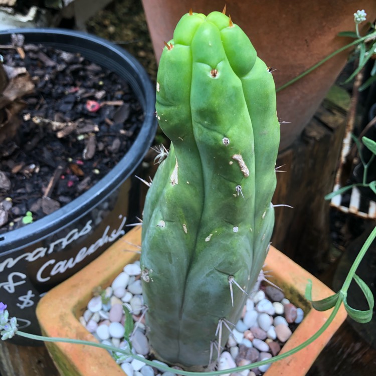 Plant image Trichocereus bridgesii monstrous 'Melted Wax'