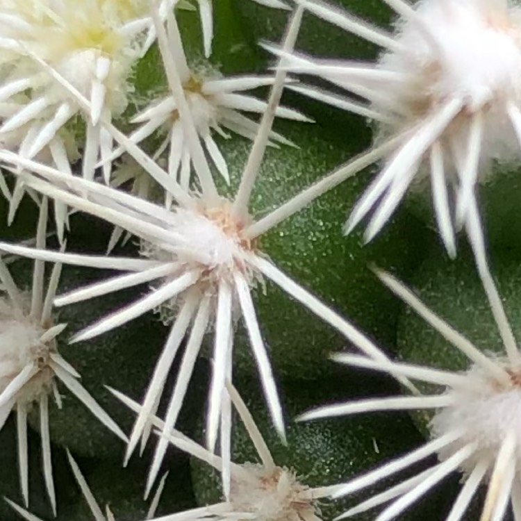 plant image 1235770