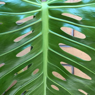 Monstera deliciosa