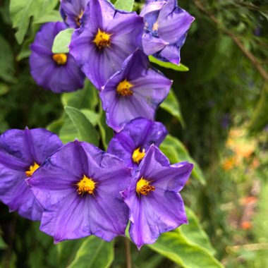 Solanum rantonnetii