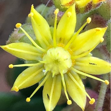 Aeonium Lindleyi var. Viscatum
