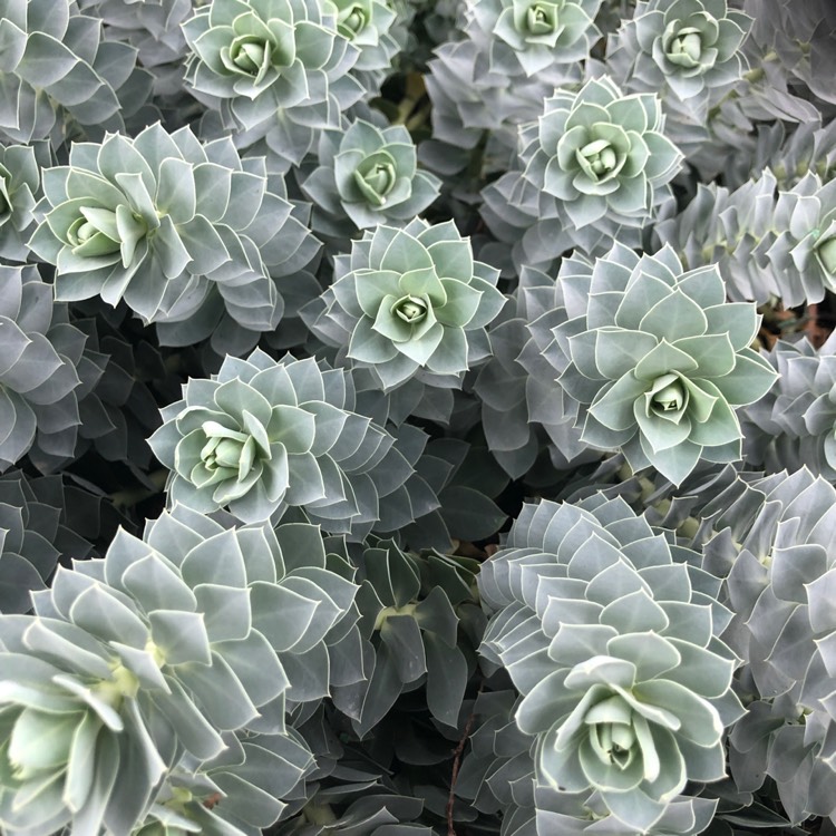plant image 1281015