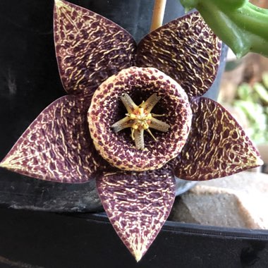Stapelia