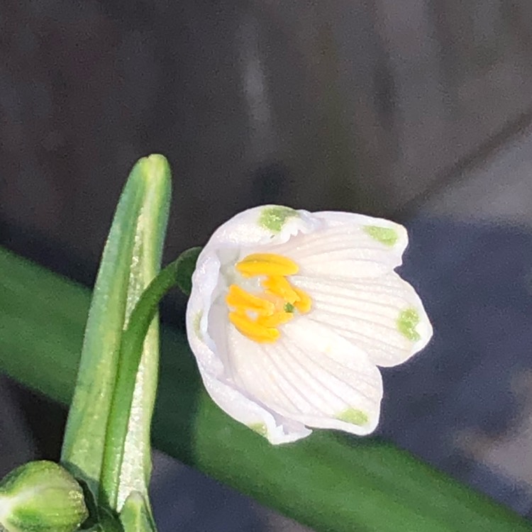 Plant image Leucojum