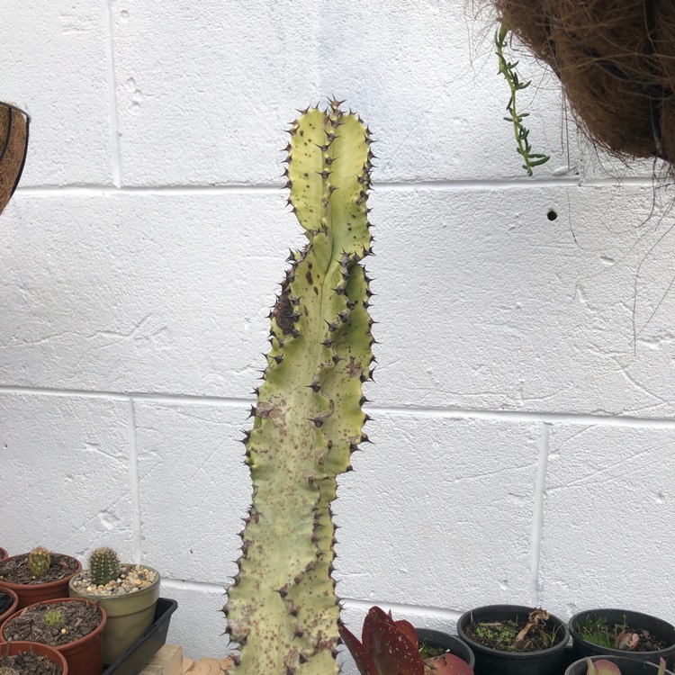 plant image 1386063