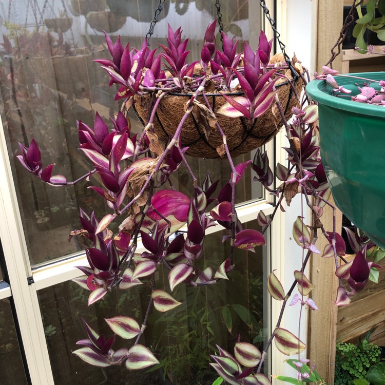plant image 1405269