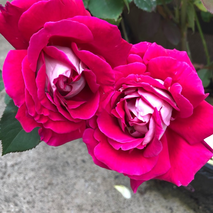 plant image 1416676
