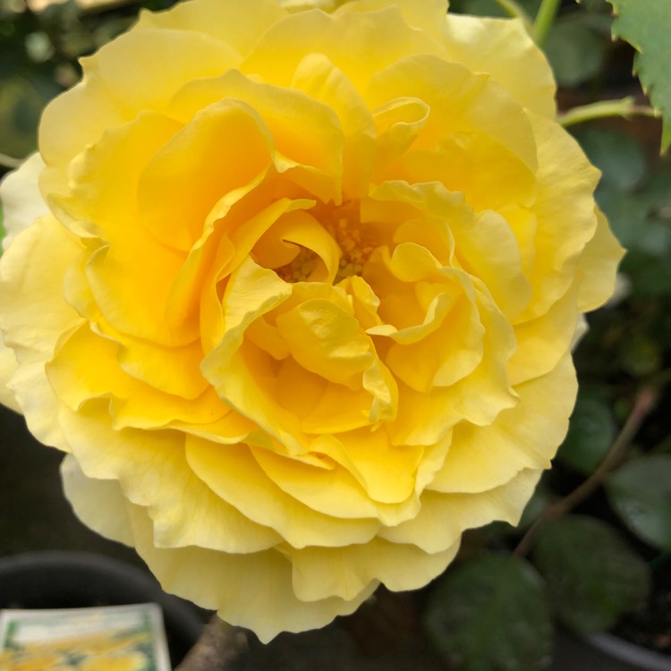 Plant image Rosa 'Gold Bunny'