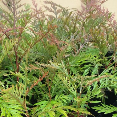 Grevillea robusta