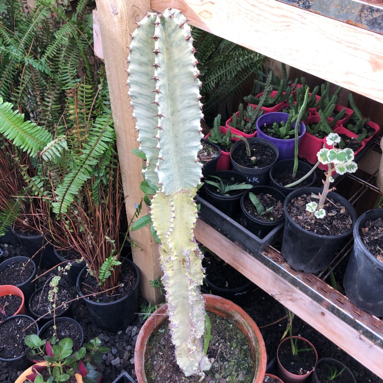 plant image 1497842