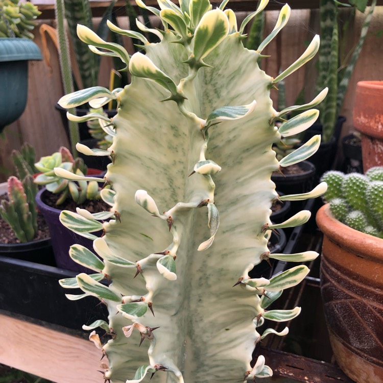 Plant image Euphorbia Ammak