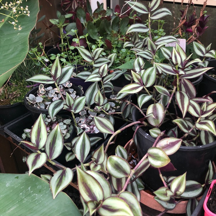 plant image 1560504